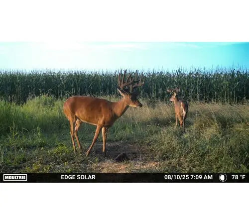 Moultrie Edge Solar Trail Camera 1080p 40mp Rechargable Battery Brown